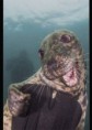 Foto de foca "sorridente" vence concurso mundial de fotografia